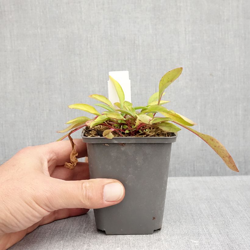 Penstemon digitalis Goldfinger 7/8 cm pot sample as delivered in autumn