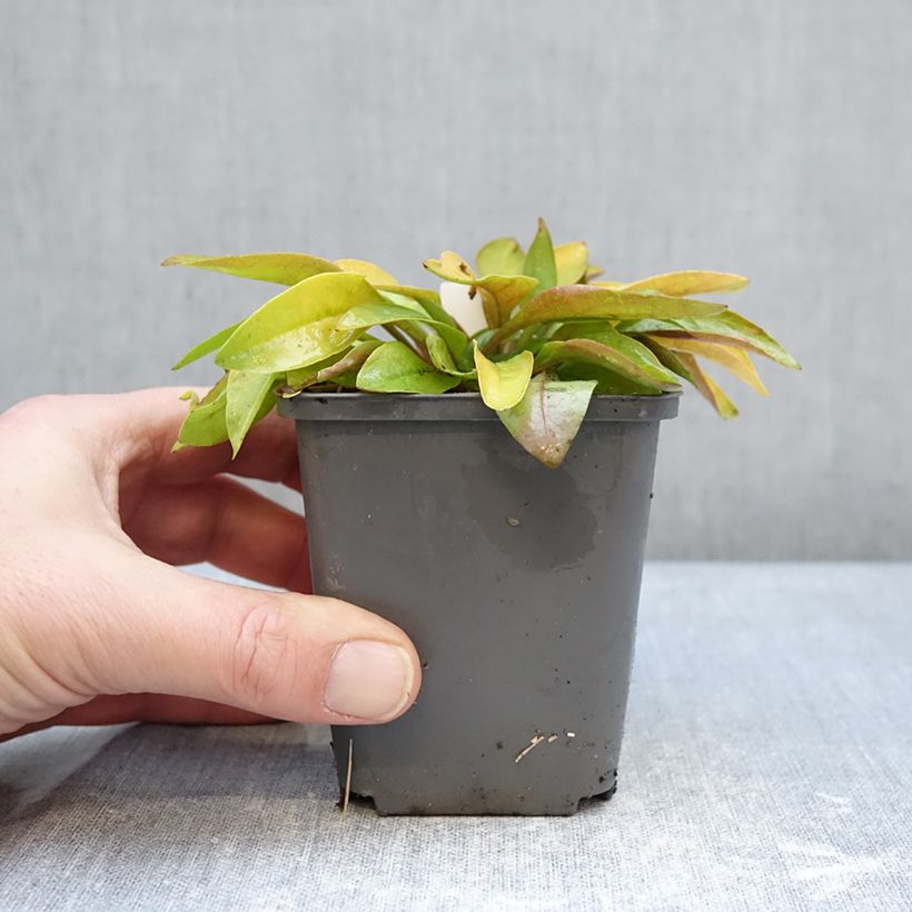 Penstemon digitalis Goldfinger 7/8 cm pot sample as delivered in winter