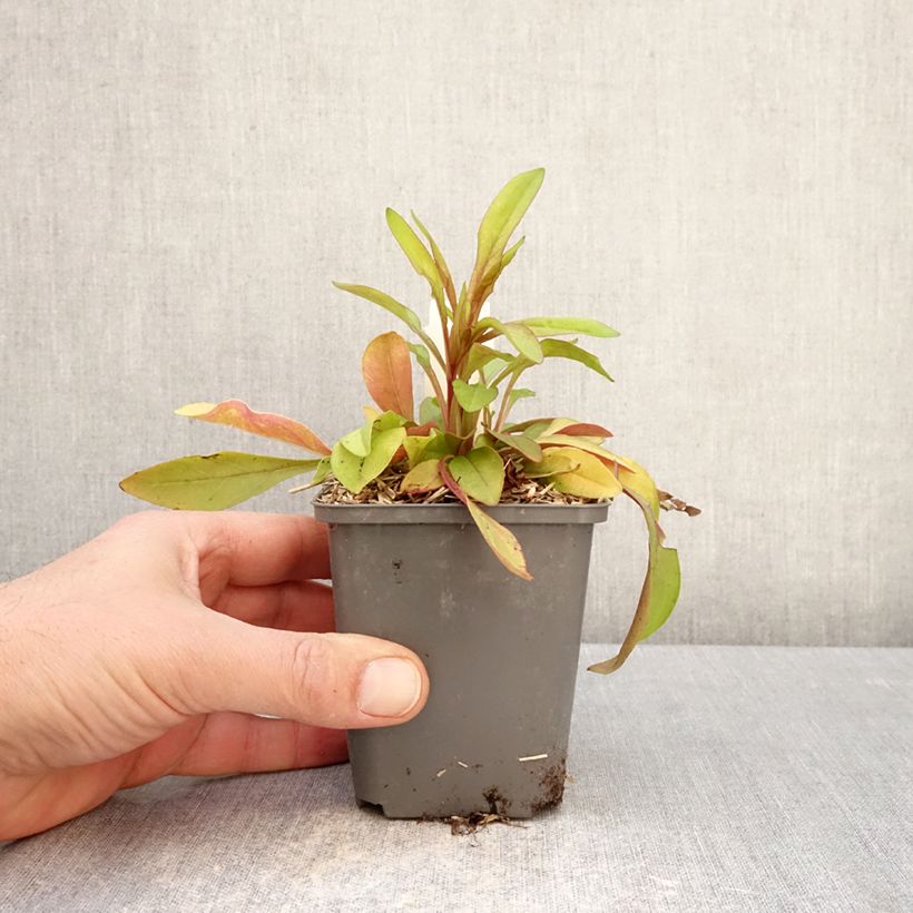 Penstemon digitalis Goldfinger 7/8 cm pot sample as delivered in spring