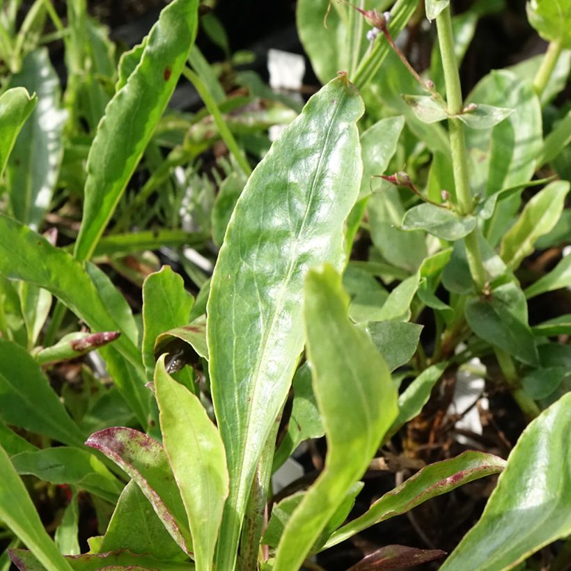 Penstemon eatonii  (Foliage)