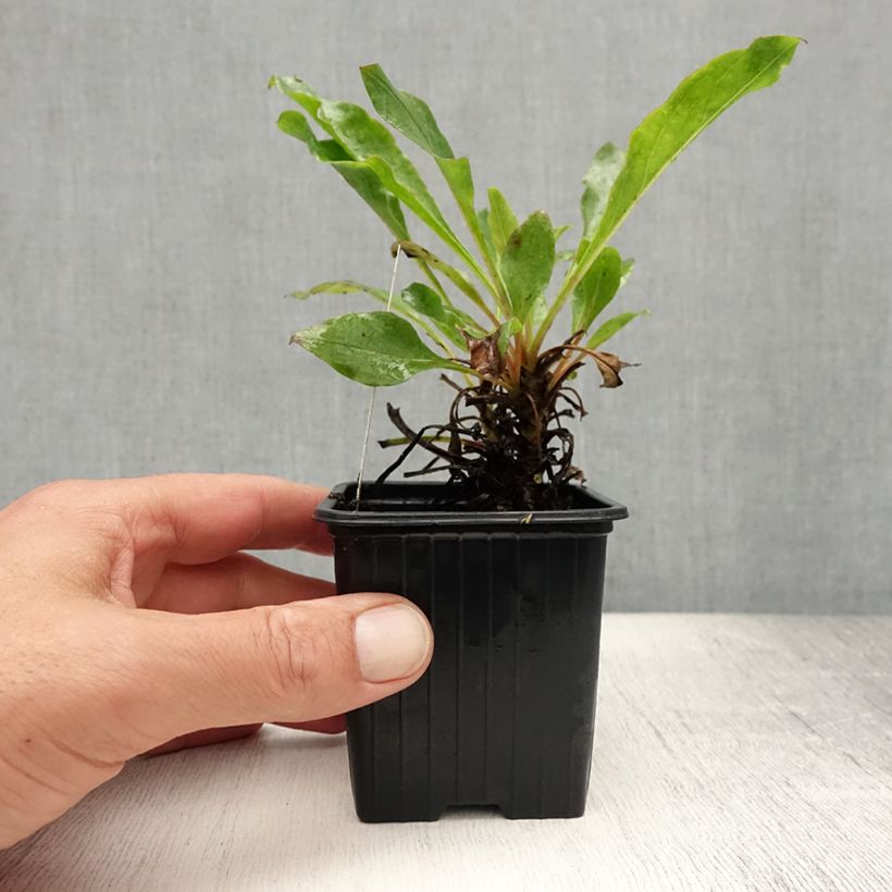 Penstemon eatonii  8/9 cm pot sample as delivered in summer