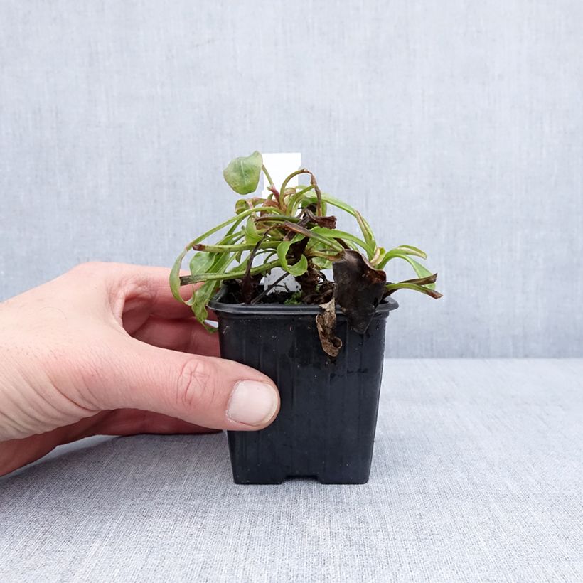 Penstemon eatonii  8/9 cm pot sample as delivered in winter