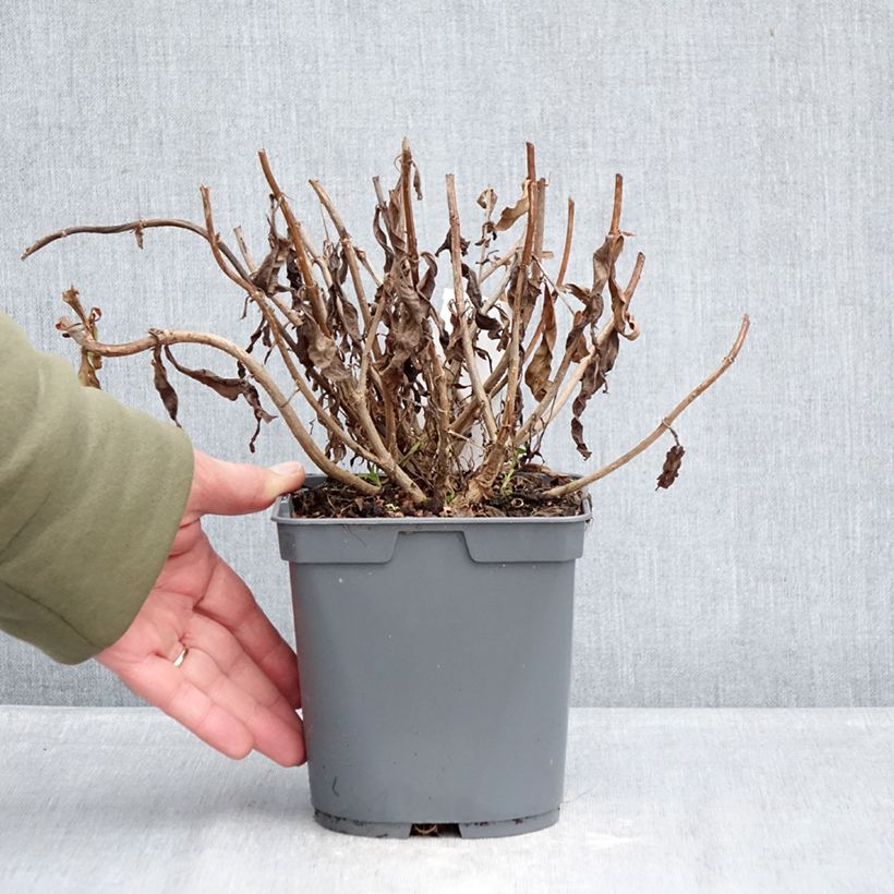 Penstemon Blackbird - Beardtongue 2L/3L pot sample as delivered in winter