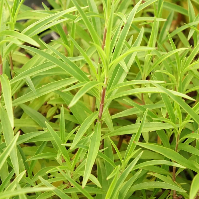 Penstemon campanulatus Garnet - Beardtongue (Foliage)