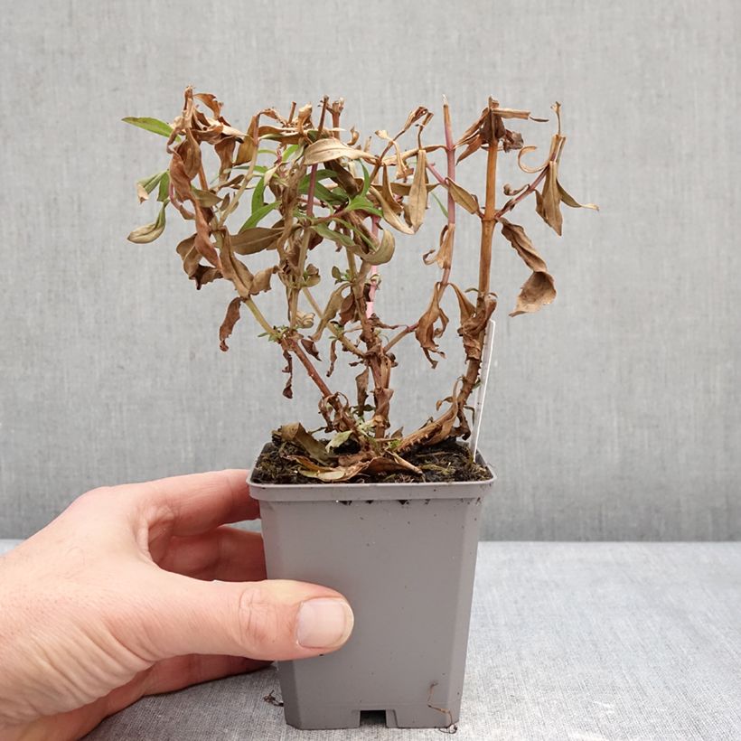 Penstemon Sour Grapes - Beardtongue 8/9 cm pot sample as delivered in winter