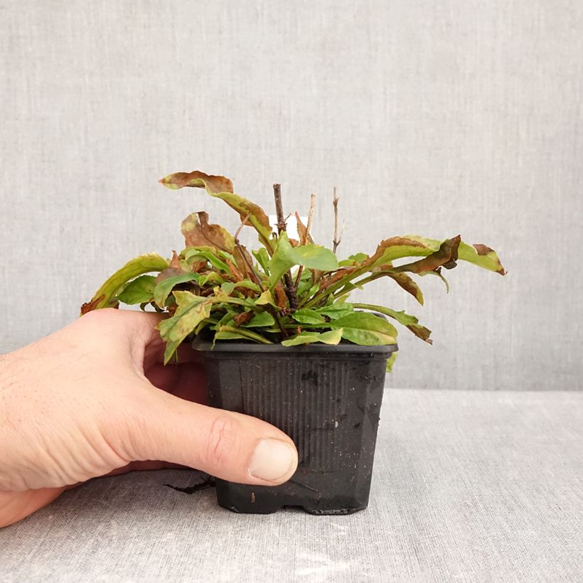 Penstemon Nova Pearl - Beardtongue 8/9 cm pot sample as delivered in autumn
