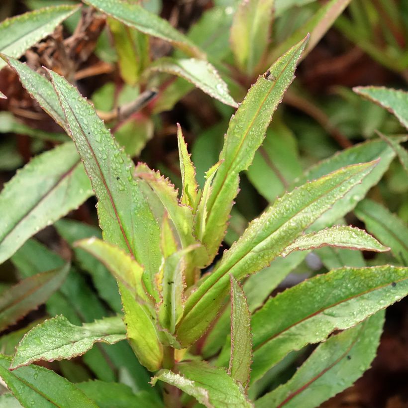 Penstemon Nova Twilight - Beardtongue  (Foliage)