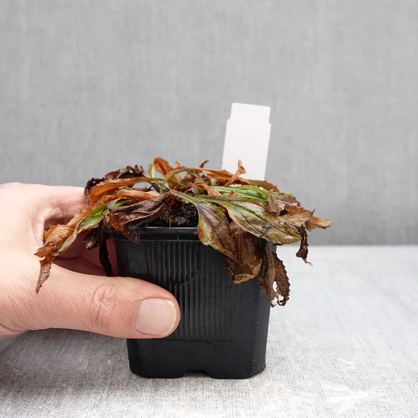 Penstemon Nova Twilight - Beardtongue  8/9 cm pot sample as delivered in winter