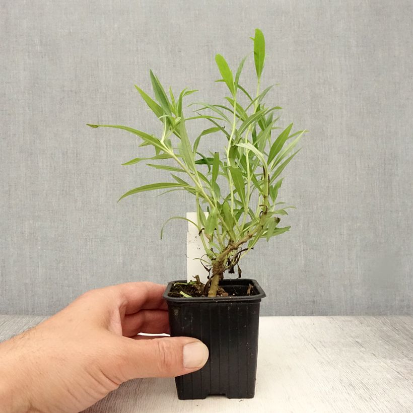 Penstemon x hybrida Pensham Wedding Day 8/9 cm pot sample as delivered in summer