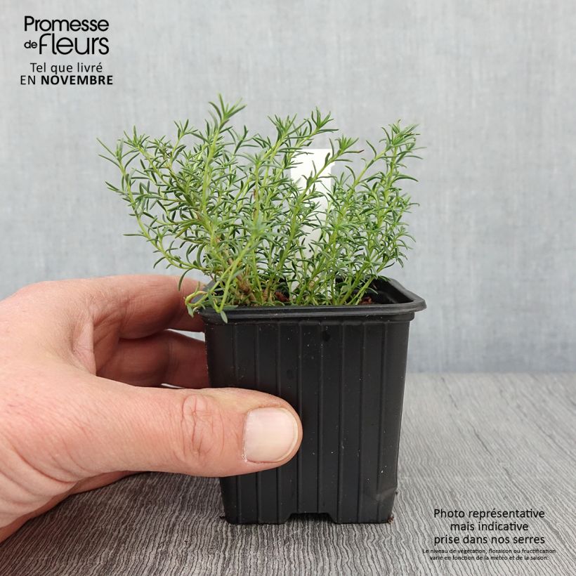 Penstemon pinifolius Mersea Yellow - Beardtongue 8/9 cm pot sample as delivered in autumn