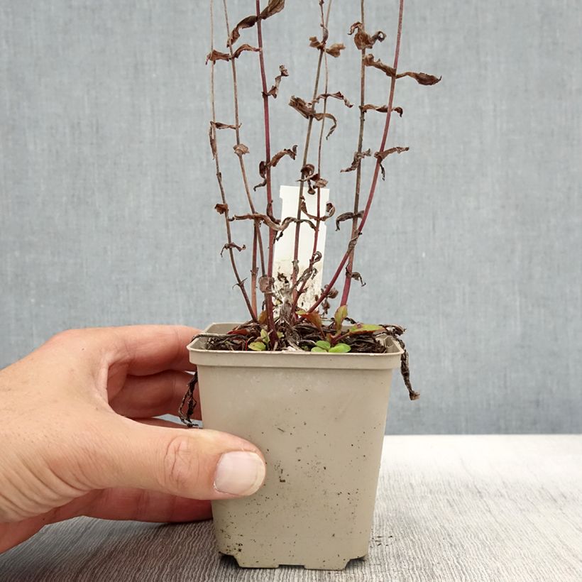 Penstemon smallii - Beardtongue 8/9 cm pot sample as delivered in autumn