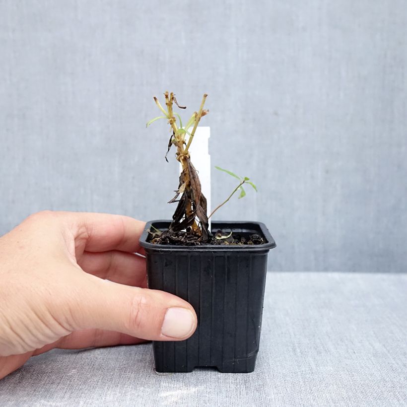 Penstemon heterophyllus Souvenir dAdrien Régnier - Beardtongue 8/9 cm pot sample as delivered in autumn