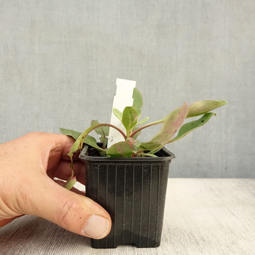 Penstemon superbus - Galane superbe Godet de 8/9 cm sample as delivered in autumn