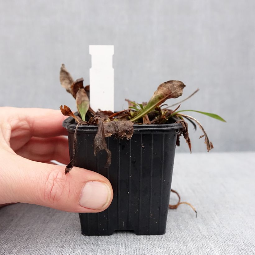 Penstemon virens - Galane Godet de 8/9 cm sample as delivered in winter