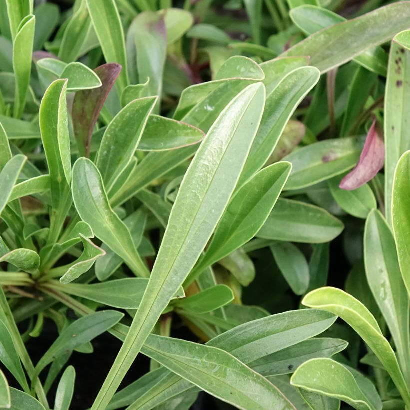 Penstemon virgatus Blue Buckle (Foliage)