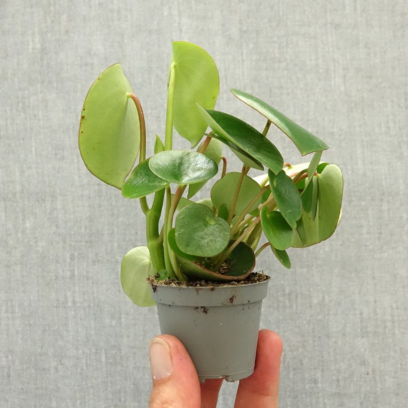 Peperomia arifolia mini plant sample as delivered in spring