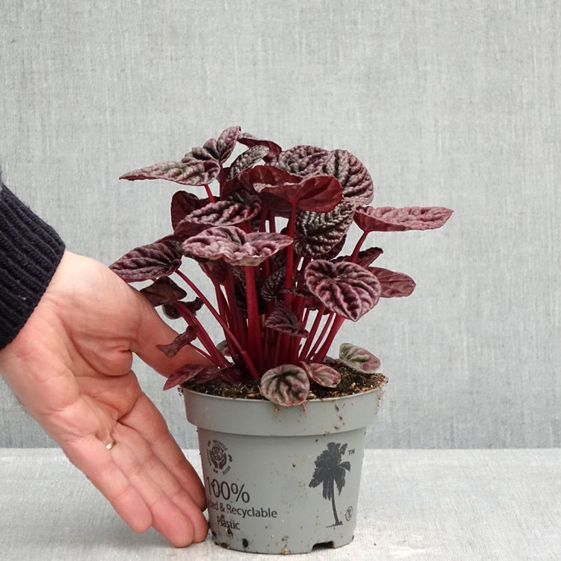 Peperomia caperata Luna - Radiator plant 12cm pot sample as delivered in spring