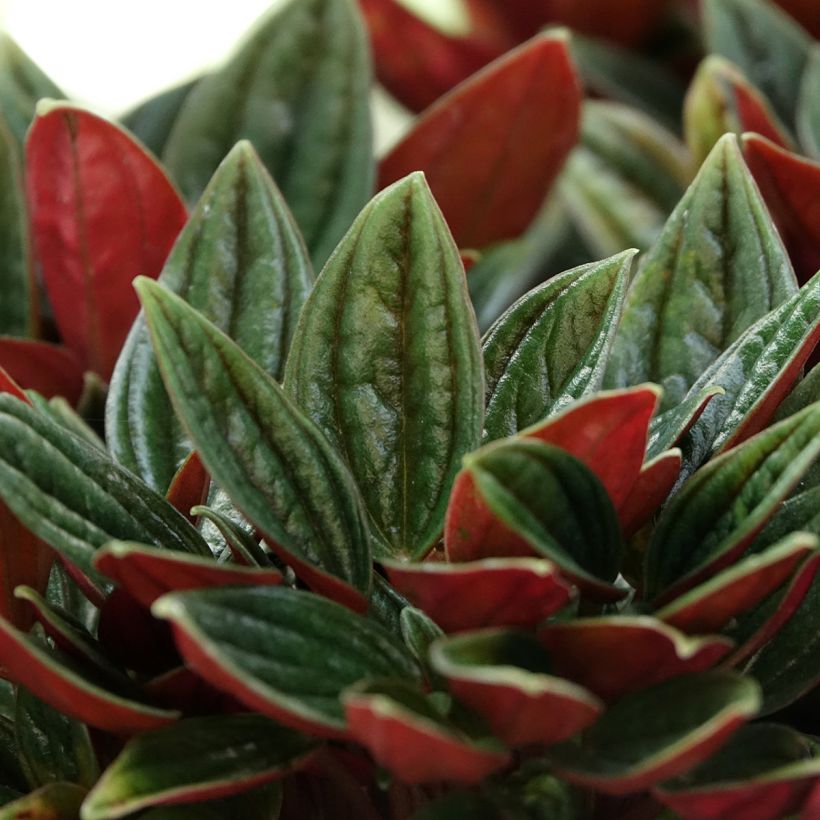 Peperomia caperata Eden Rosso - Radiator plant (Foliage)