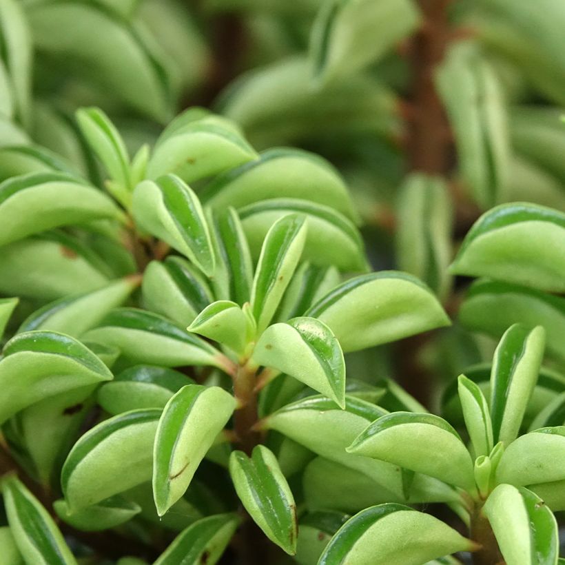 Peperomia dolabriformis Fire Sparks - Prayer pepper (Foliage)
