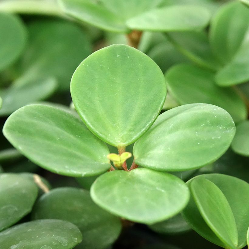 Peperomia deppeana x quadrifolia Hope (Foliage)