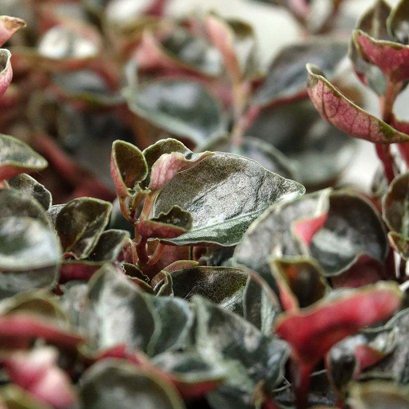 Peperomia metallica Colombiana (Foliage)