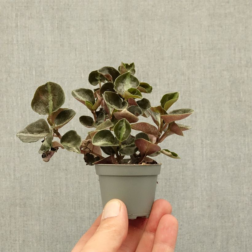 Peperomia metallica Colombiana mini plant sample as delivered in spring