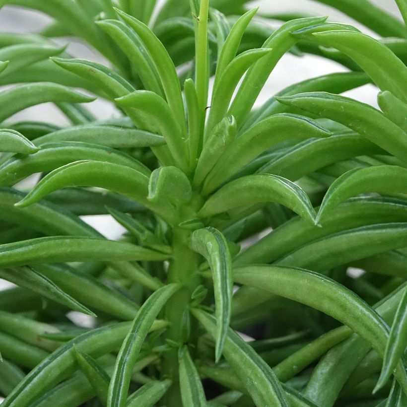 Peperomia ferreyrae Nevada - Happy bean plant (Foliage)
