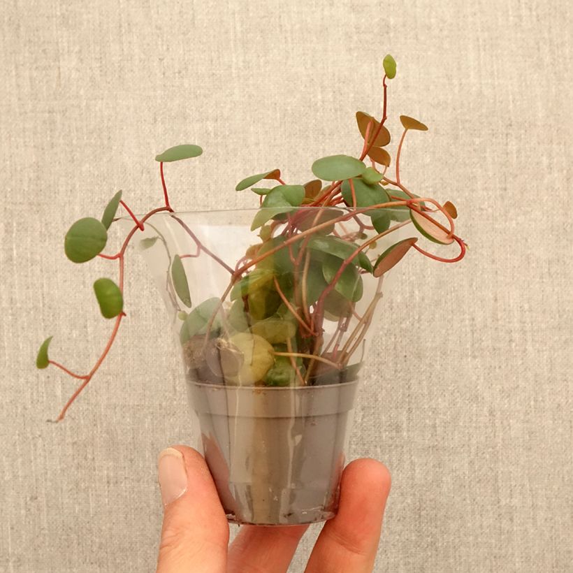 Peperomia  'Pepperspot' mini plant sample as delivered in spring