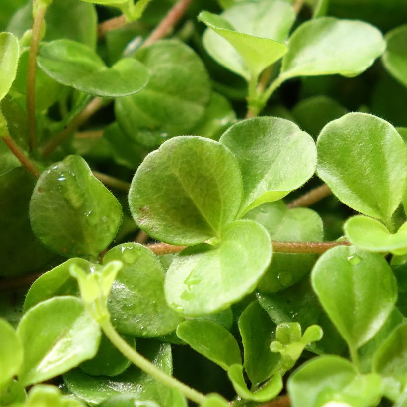 Peperomia rotundifolia - Trailing jade (Foliage)
