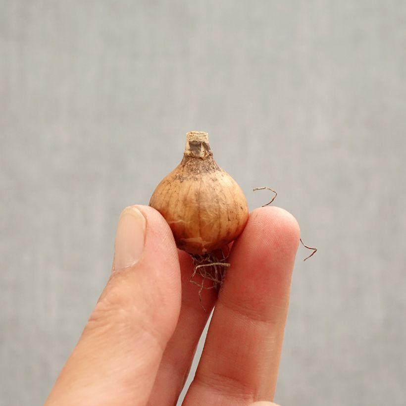 Galanthus Hippolyta - Snowdrop Bulb size 5+ sample as delivered in spring