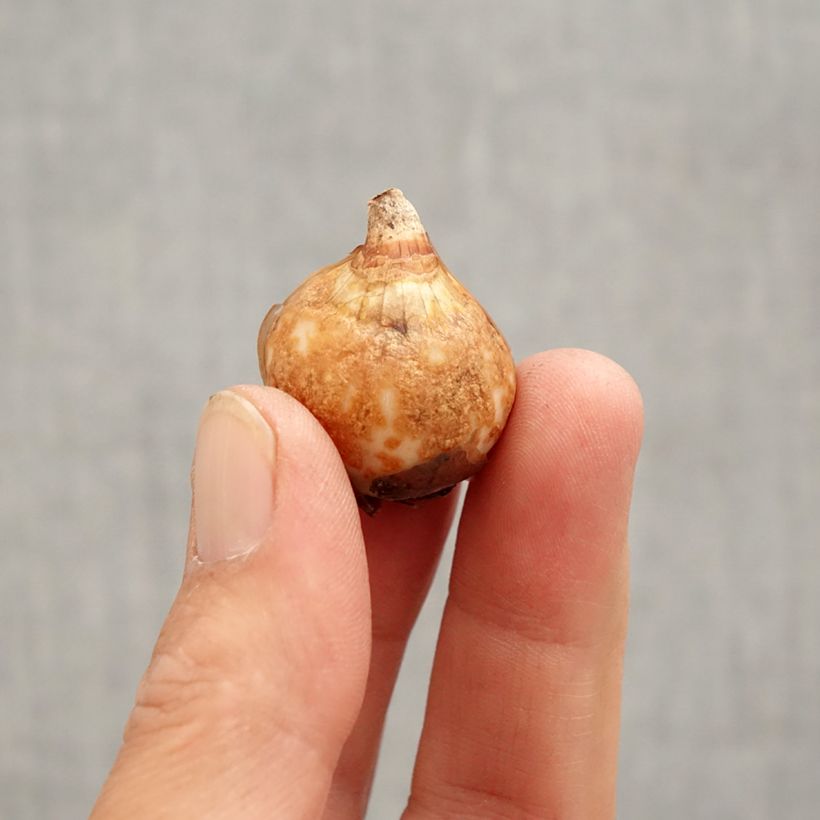 Galanthus nivalis f. pleniflorus Dionysus Bulb size 6+ sample as delivered in spring