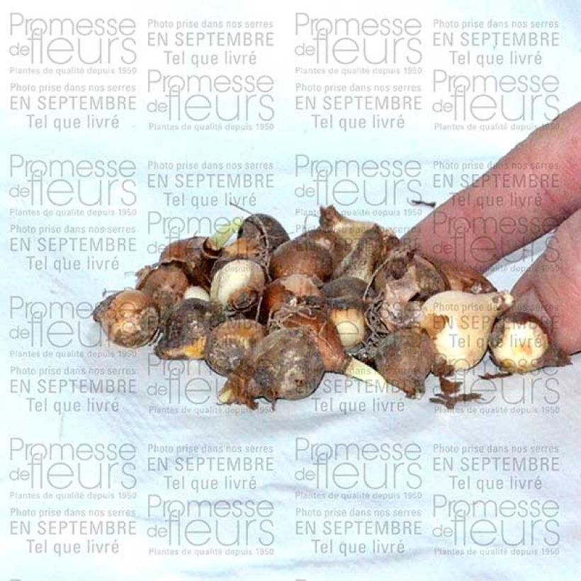 Example of Galanthus nivalis f. pleniflorus Flore Pleno Bulb size 5+ specimen as delivered