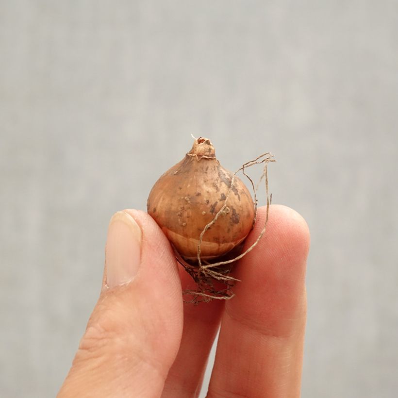 Galanthus elwesii  Bulb size 4/4,5 sample as delivered in spring