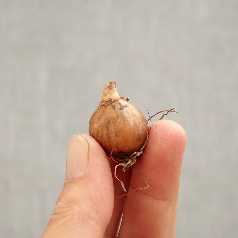 Galanthus nivalis Viridapice Bulb size 5+ sample as delivered in spring
