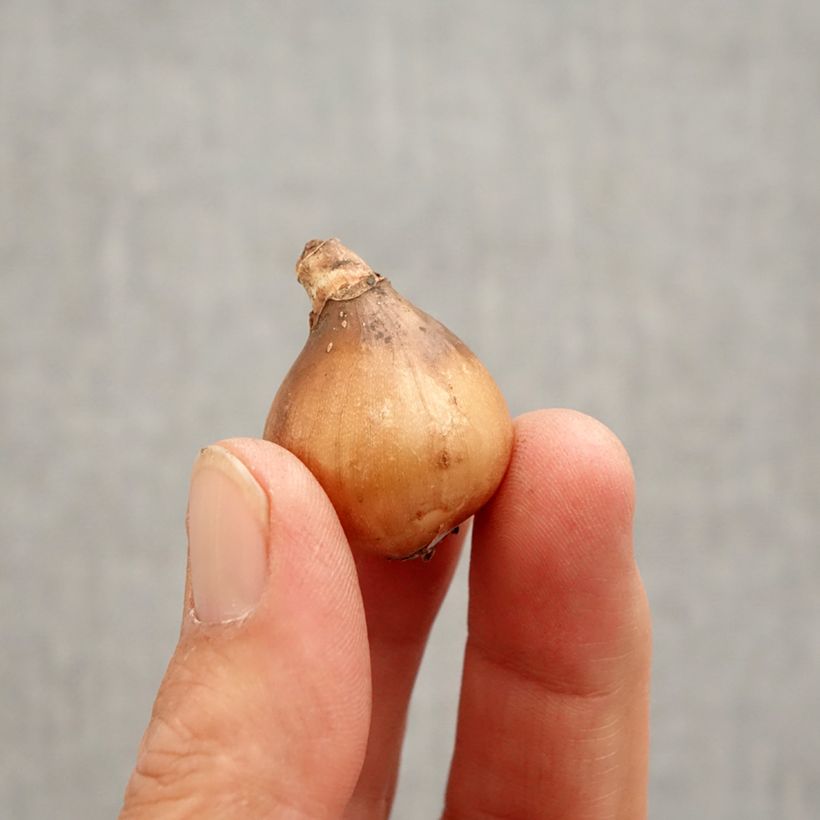 Galanthus x nivalis Primrose Warburg Bulb size 6+ sample as delivered in spring