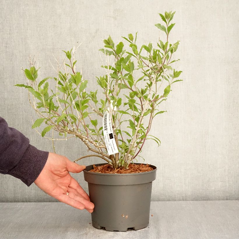 Salvia yangii Blue Haze - Sauge d'Afghanistan Blue Haze, Pérovskia hybride Blue Haze 3L/4L pot sample as delivered in spring