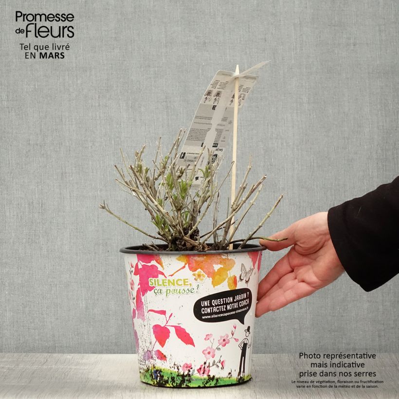 Perovskia atriplicifolia Blue Spire - Russian Sage 4L/5L pot sample as delivered in spring