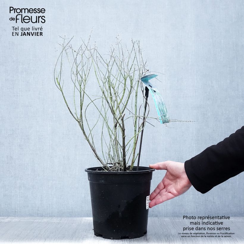 Perovskia atriplicifolia Blue Spire - Russian Sage 4L/5L pot sample as delivered in winter