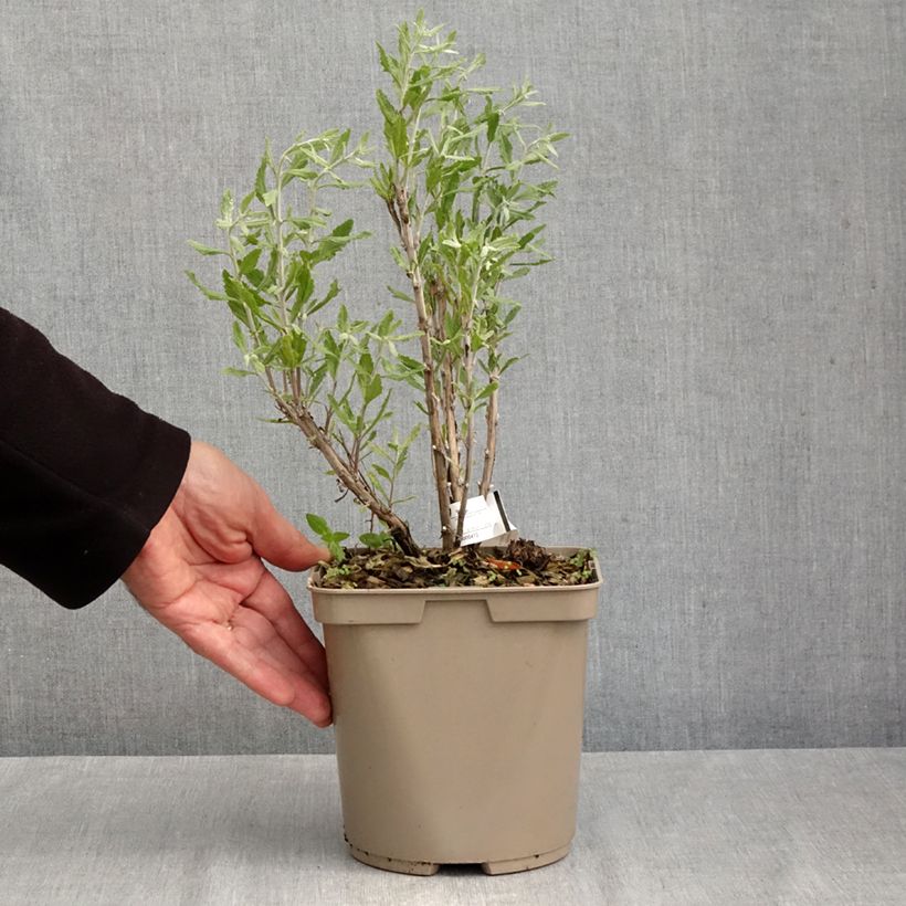 Perovskia atriplicifolia Blue Steel - Russian Sage 2L/3L pot sample as delivered in autumn