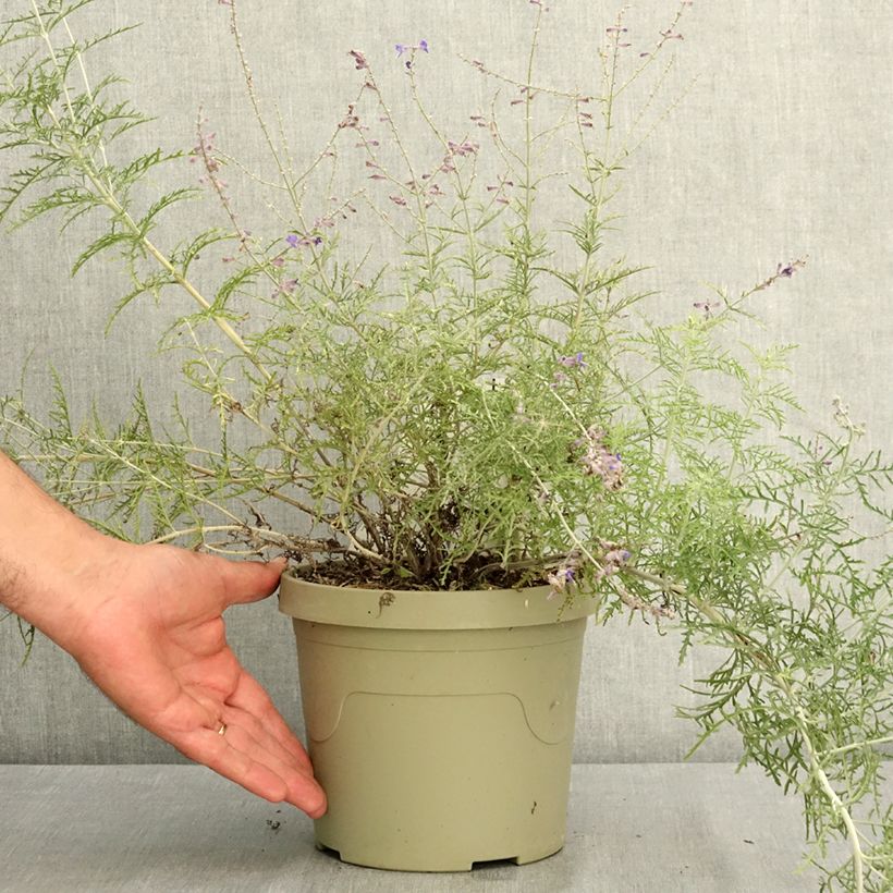Salvia yangii  Feathery Blue - Perovskia, Russian sage 3L/4L pot sample as delivered in summer