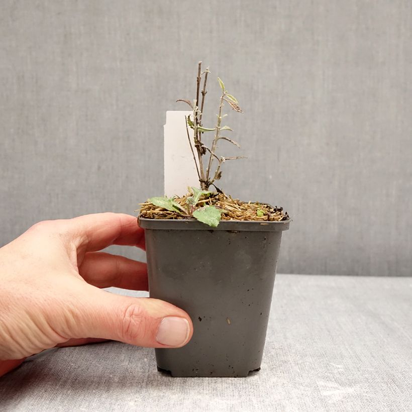 Perovskia atriplicifolia Prime time® - Russian Sage 7/8 cm pot sample as delivered in winter