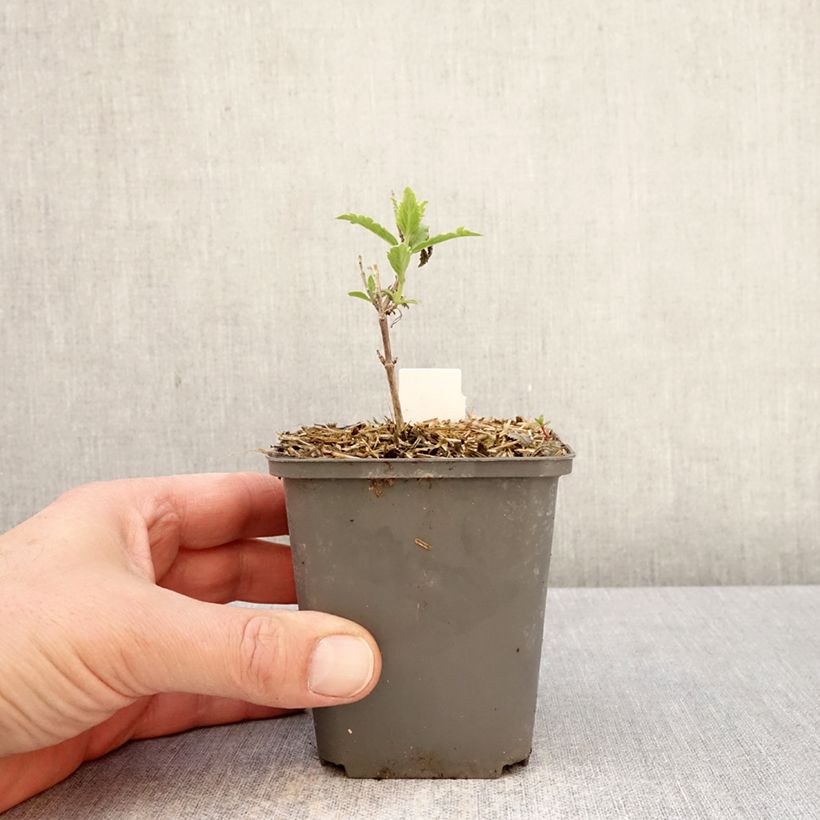 Perovskia atriplicifolia Prime time® - Russian Sage 7/8 cm pot sample as delivered in spring