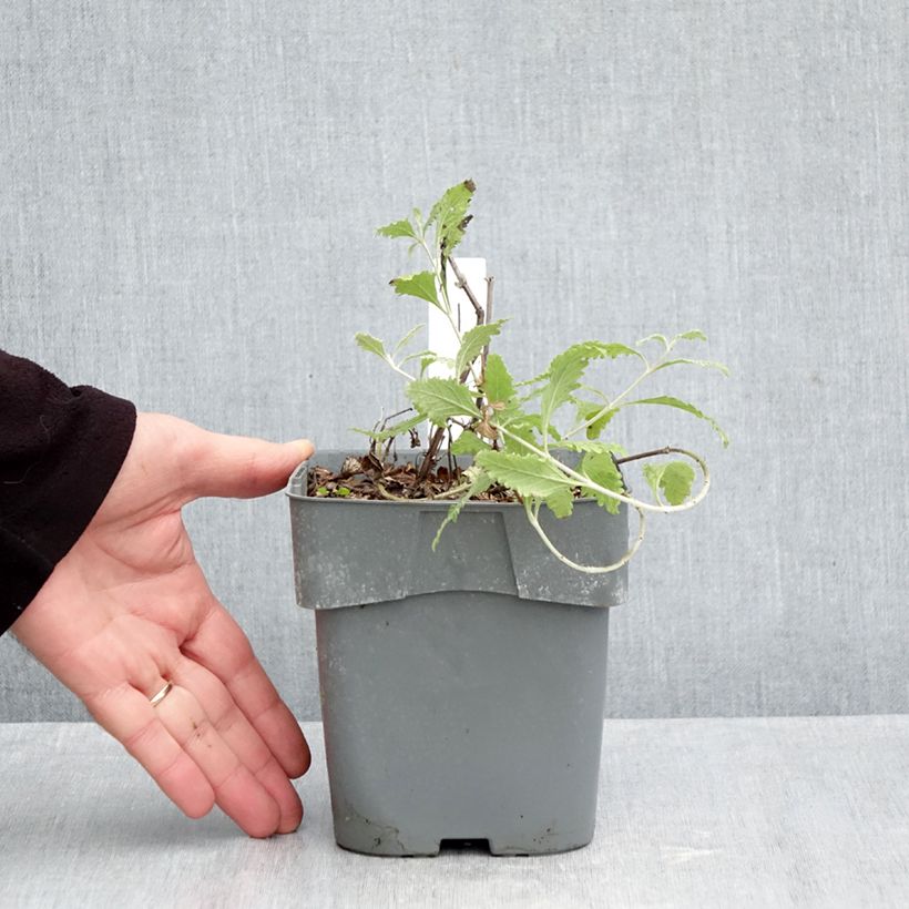Perovskia  atriplicifolia Silvery Blue - Russian Sage 1.5L/2L pot sample as delivered in autumn