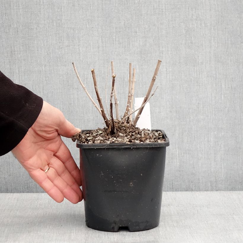 Perovskia  atriplicifolia Silvery Blue - Russian Sage 1.5L/2L pot sample as delivered in winter