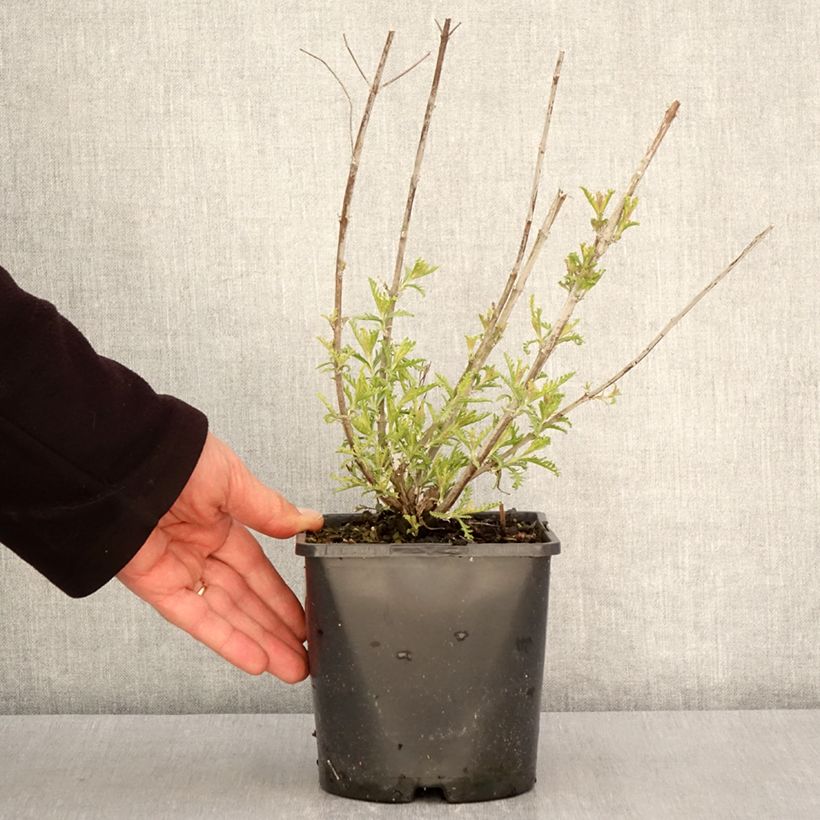 Perovskia  atriplicifolia Silvery Blue - Russian Sage 1.5L/2L pot sample as delivered in spring