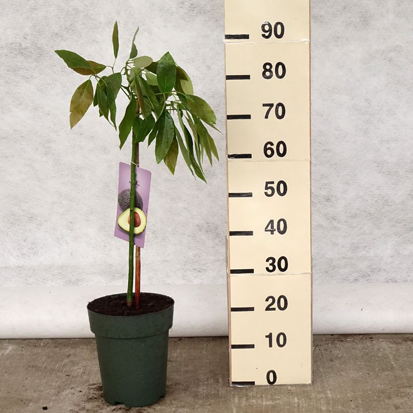 Avocado Tree Hass - Persea americana 6L/7L pot sample as delivered in spring