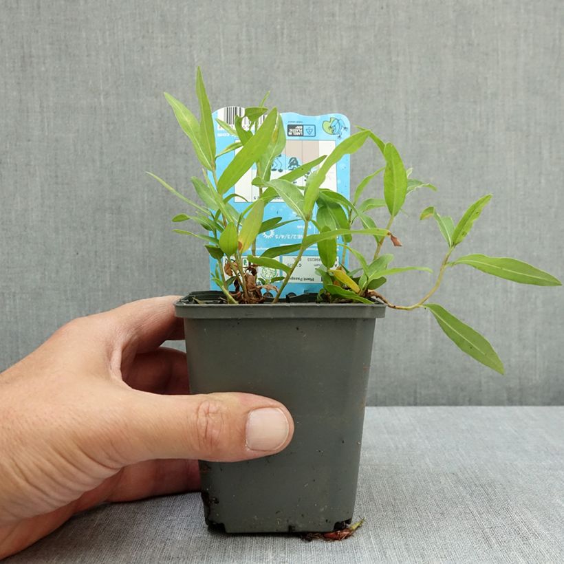Persicaria amphibia - amphibious bistort 8/9 cm pot sample as delivered in summer