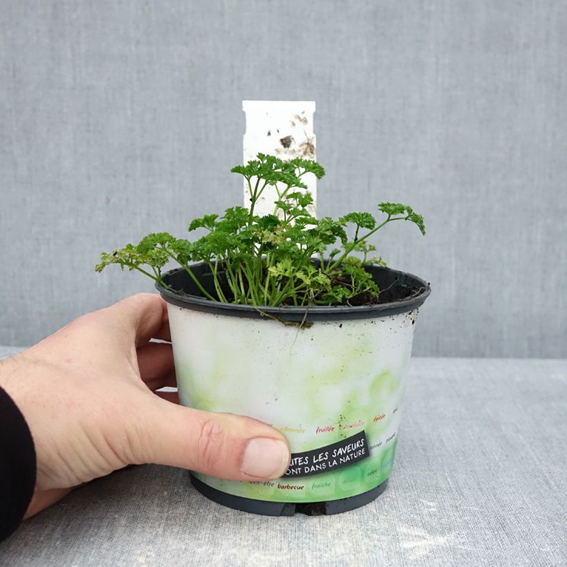 Dark green curly parsley - organic plant 10cm/11cm pot sample as delivered in winter