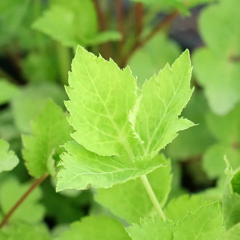 Mitsuba ,Japanese Parsley - Cryptotaenia japonica (Foliage)
