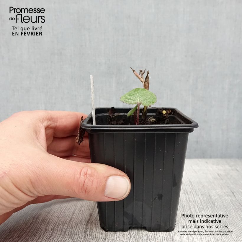 Petasites fragrans  8/9 cm pot sample as delivered in winter